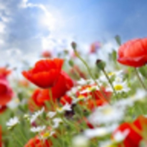 Meet your Posher, Ying - Picture 1 of 1